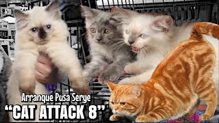 'CAT ATTACK 8' | Arranque Pet Market |  Oct. 26, 2023