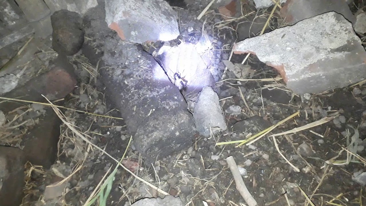 Jangkrik Bos 