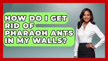 How Do I Get Rid Of Pharaoh Ants In My Walls? - Insects and Invaders