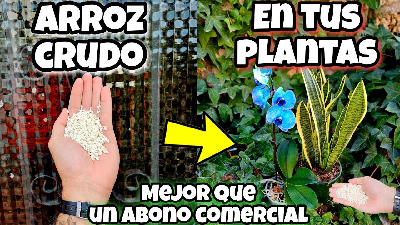 ENTIERRA ARROZ CRUDO en tus Plantas y me darás las Gracias! Huerto urbano en Casa y Jardín