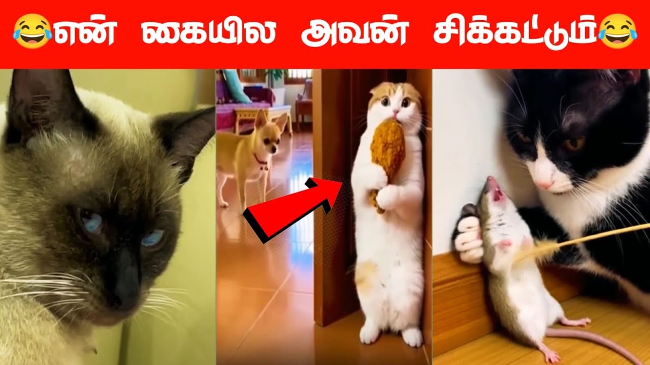 🤣🐕😂 Ну же, меня зовёт моя младшая сестра 🐕🤣😂 #вирусный #тренды #комедия #смешныевидеосживотными #...