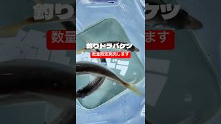 釣りドラバケツを数量限定で発売開始します　#shorts #short