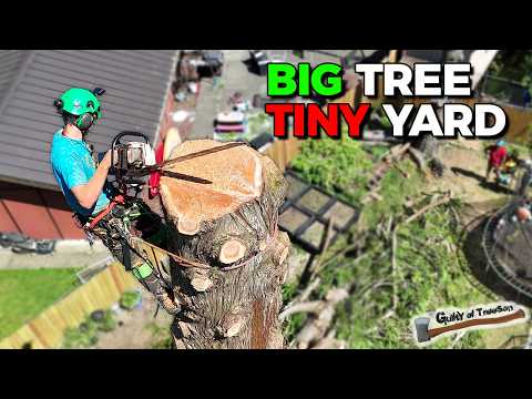 arborist in tree