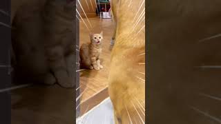 เจออีกแน้ว #catlover #cat #funny #ตัวตึง #belovely #catshorts #แมวส้ม #doglover