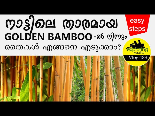 Propagating Golden  Bamboo Using Air Layering : #bamboo #propagation  #malayalam class=