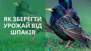 Черешня. Як зберегти урожай від шпаків та інших птахів.