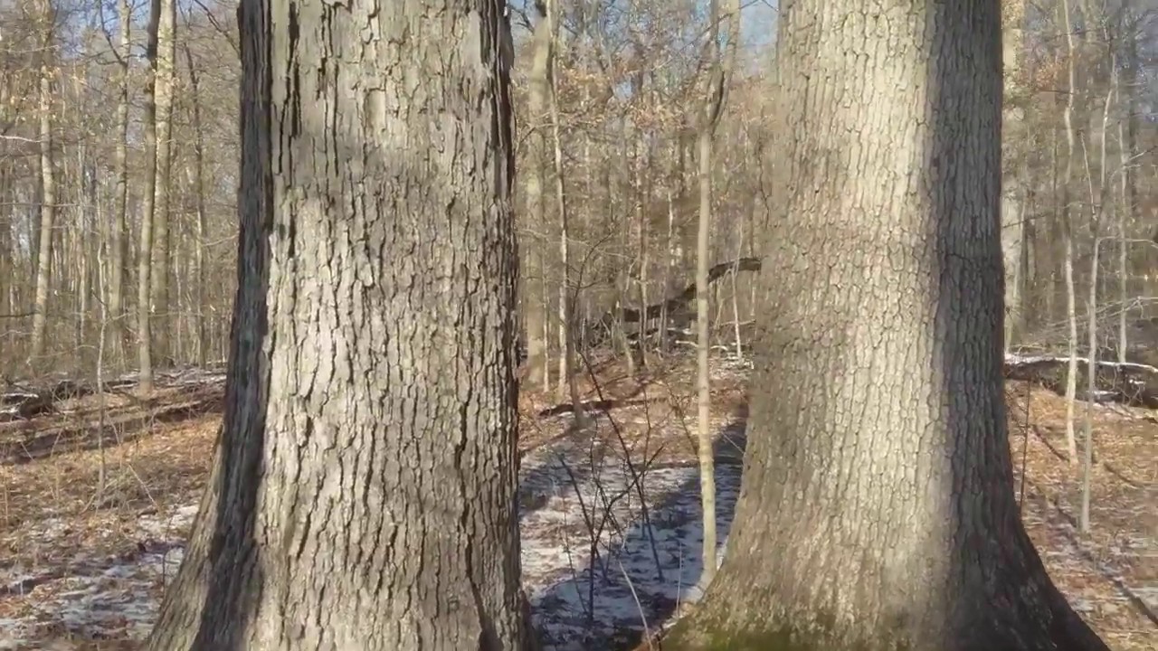 white oak bark