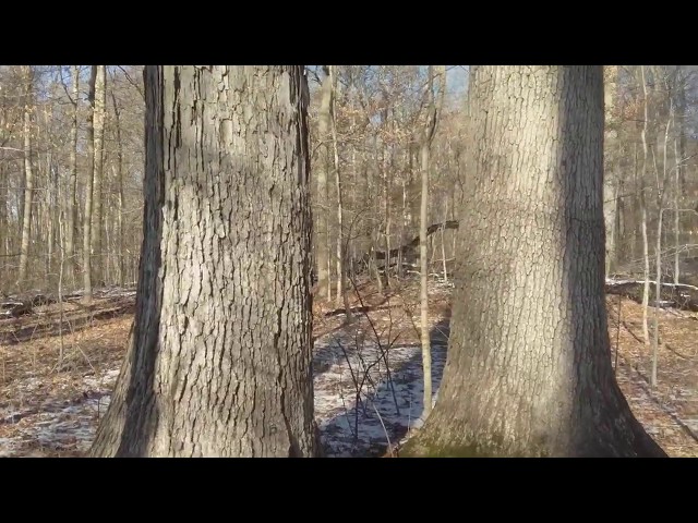 white oak bark