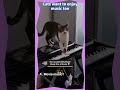 Cats want to enjoy music too