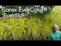Carex evercolor everillo