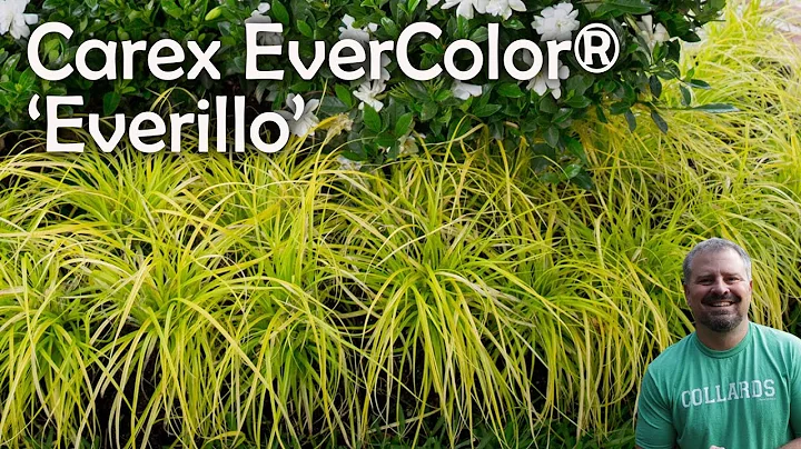Carex EverColor Everillo