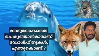 ഡോൾഫിനുകളെ കുറിച്ചുള്ള ചില വസ്തുതകൾ Beautiful dolphins and cunning foxes  Animal World  Facts