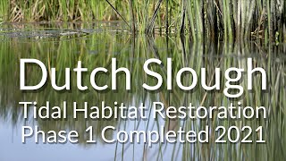 Dutch Slough Tidal Habitat Restoration 2021