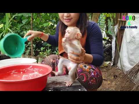 Take a bath for cute monkey Yoko