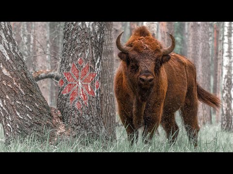 Прырода Беларусі - Запаведнымі Сцежкамі Беларускай Зямлі | Film Studio Aves