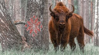 Природа Беларуси. ЗАПАВЕДНЫМI СЦЕЖКАМI БЕЛАРУСКАЙ ЗЯМЛІ. Документальный фильм | Film Studio Aves