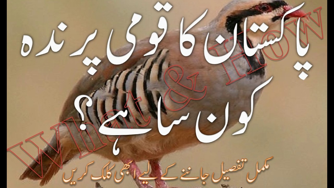 Pakistan Ka Komi Prinda Konsa Hai Abi Uski Khasusiat Janye What How pakistan-ka-komi-prinda-konsa-hai-abi-uski-khasusiat-janye-what-how
