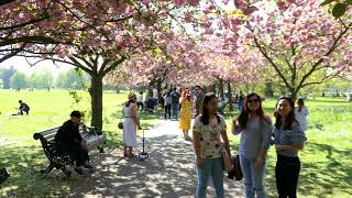 Cherry Tree Blossom At Greenwich Park, London, 21St April 2019 - Twixtor Slow Motion