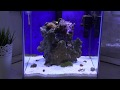 Бюджетный  (Нано Риф) морской аквариум. Часть 1