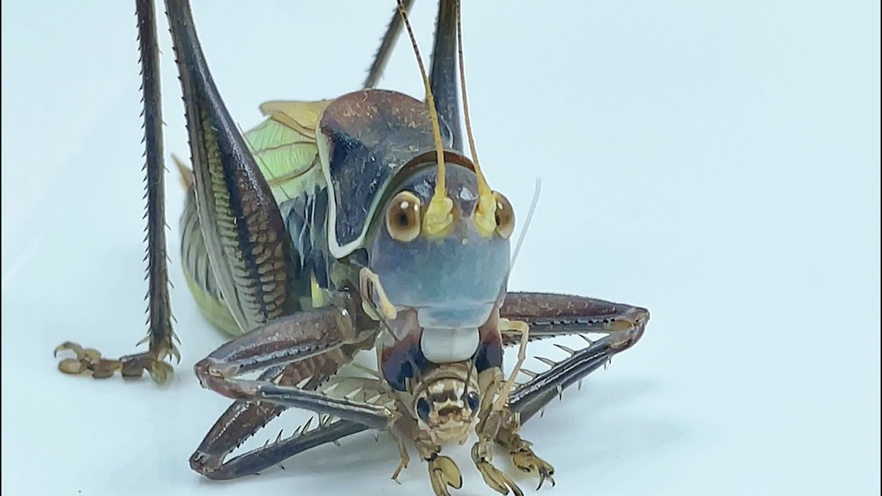 蝈蝈捕食蟋蟀,蝈蝈vs蟋蟀 The katydid preys on crickets,katydid vs crickets YouTube