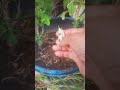 🌱🪴अपराजिता पौधा बीज  से उगाए #gardening #plants #ytshorts #short