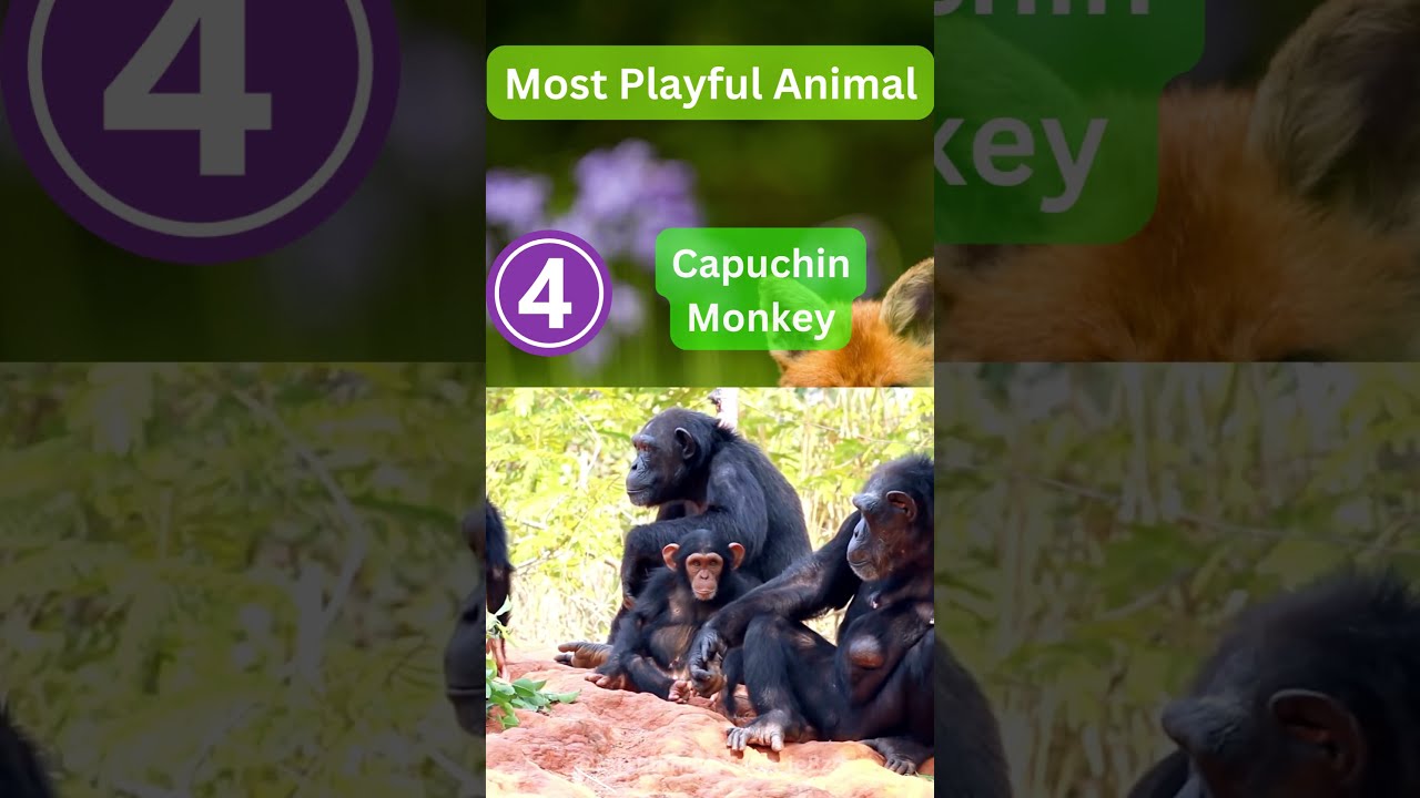 Playtime Masters Discovering The World S Most Playful Animals Shorts
