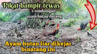 mikat ayam hutan1 rombongan ayam hutan di kejar' binatang ini ke arah pikat_dan ini yg terjadi