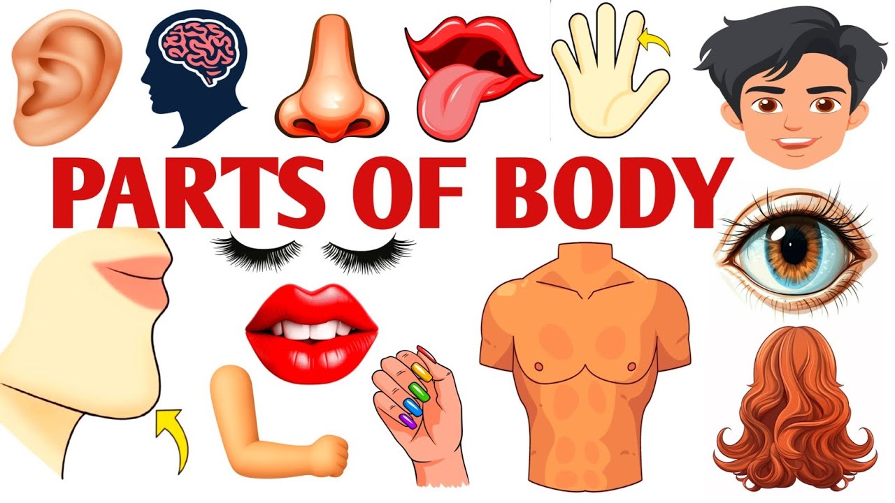 Parts Of Body || Body Parts Name For Kids || Learn Body Parts Name In Hindi And English #partsofbody