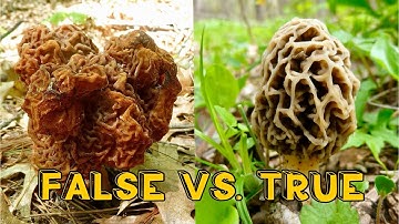 How to identify Morel Mushrooms vs False Morels, #morelmushroomhunting, #foraging, #morels