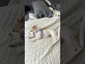 No Work No Bills Just Sleep Just Eat 😴 | Frankie the Yorkie