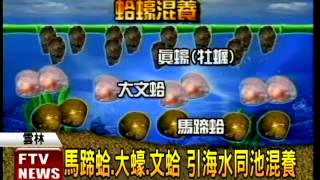 馬蹄蛤達人養出「台灣大生蠔」－民視新聞