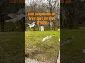 Seagulls among us/ its hate or love- Norway Birds April 26'