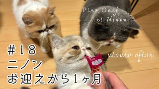 【3匹の暮らし】ニノンをお迎えして1ヶ月  #エキゾチックショートヘア #猫 #kitten #cat