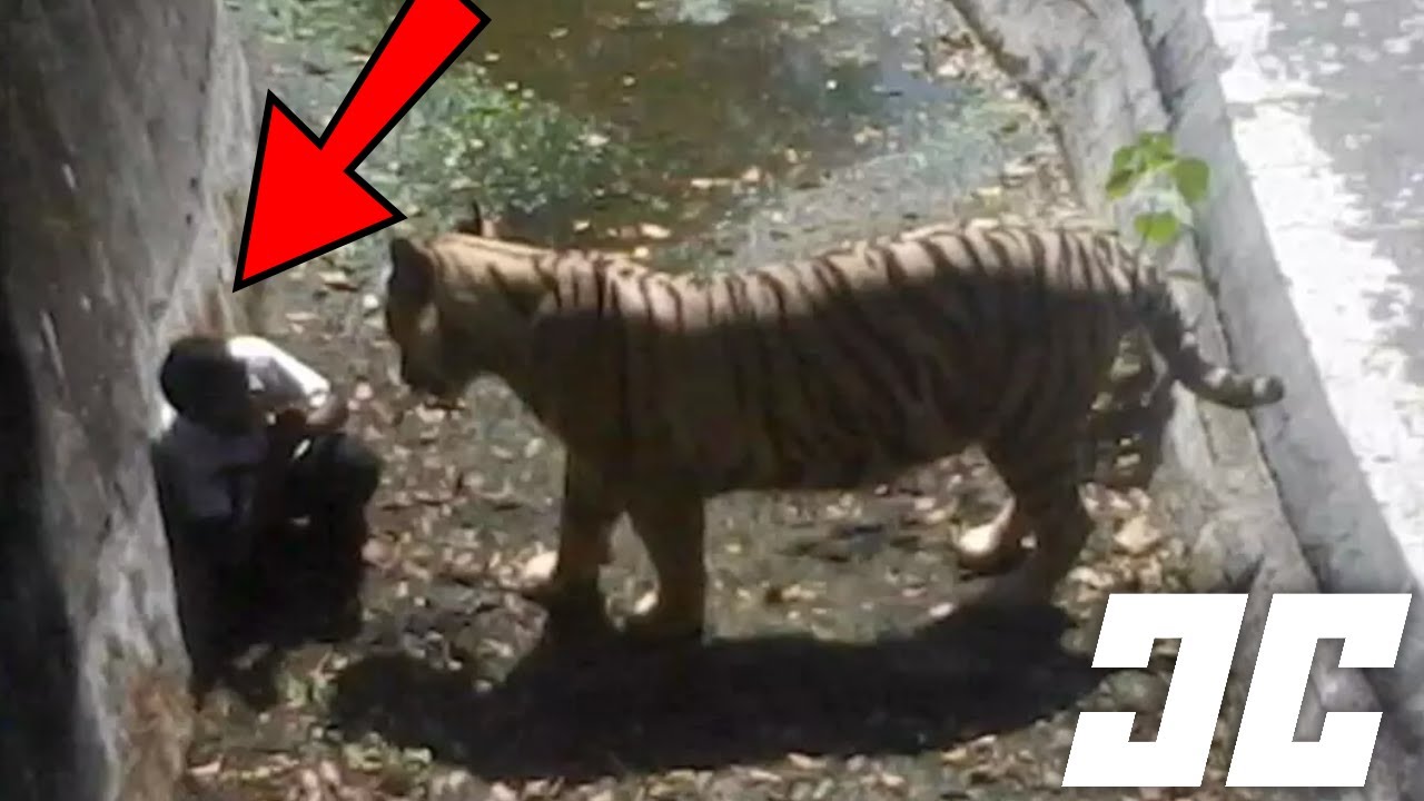 The Most SHOCKING Zoo Accidents - YouTube