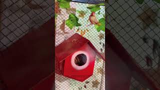 Fawn Java Birds Sparrow 🦜🕊️ #shorts #youtubeshorts #fawnjava #javasparrow #birds