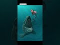 Maximum Hoff, The Mosasaurus hoffmannii/Mosasaurus maximus Problem