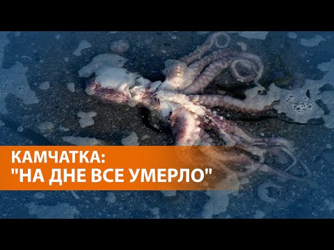 Видео: Вызывают ли животные загрязнение?