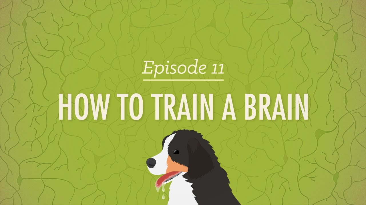 How to Train a Brain Crash Course Psychology  11
