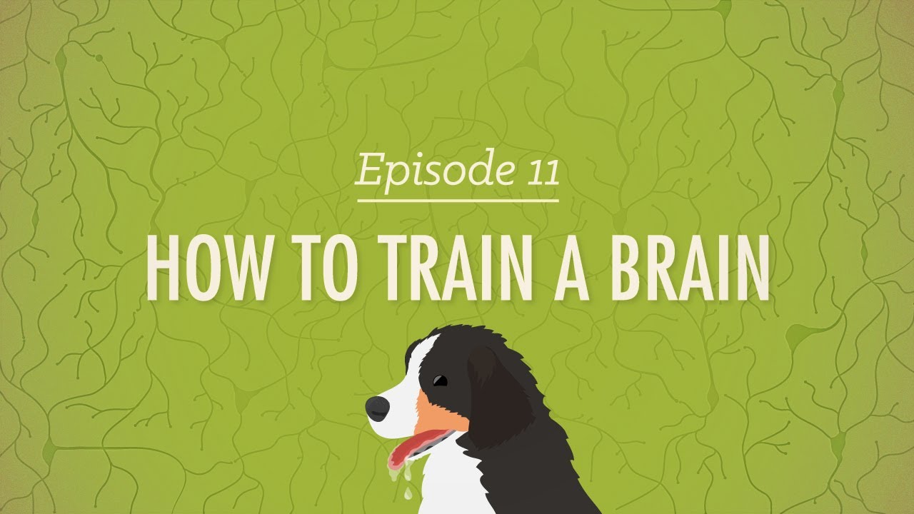 ⁣How to Train a Brain: Crash Course Psychology #11