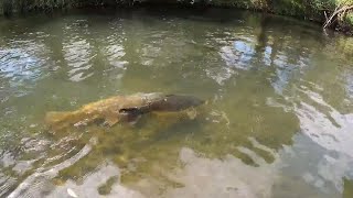 Lure Colour Matters When It Comes To CARP Fishing.