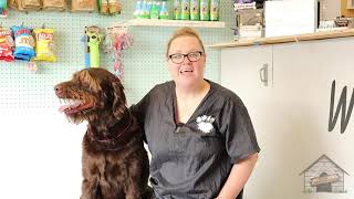 Grooming a Labradoodle (Brown)