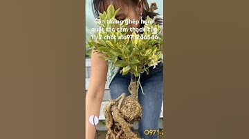 Cần thăng ghép hạnh quất tắc cẩm thạch #bonsai