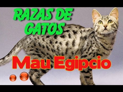 Video: Características Del Contenido Del Mao Egipcio