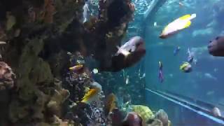 The Fish of our Coral Reefs - Fort Wayne Childrens Zoo