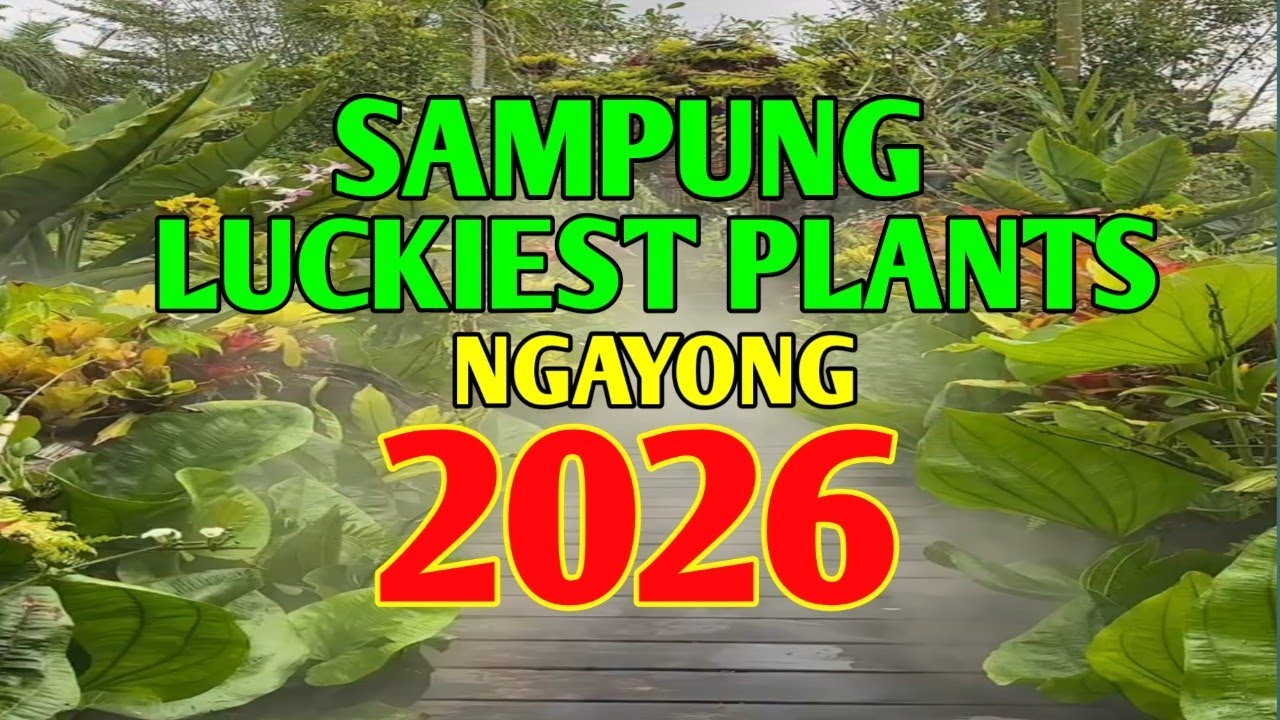 10 LUCKIEST PLANTS OF  2026 DAPAT MERON KA NA NITO. 