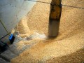 Japão descarregando milho na Ambev Cuiabá