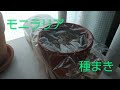 モニラリアの種まき