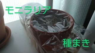モニラリアの種まき