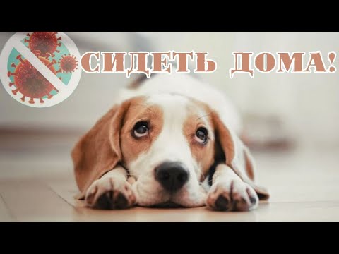 Карантин надоел! Прогулка с собакой во время карантина (международный опыт).