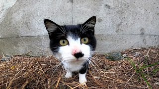 岸壁で寝ていた野良子猫に近づいてナデナデすると頭突きを連発してきた